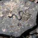 Midand Water Snake