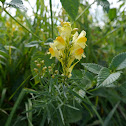Common Toadflax, Leinkraut
