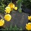 Four Nerve Daisy