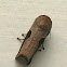 Skiff Moth