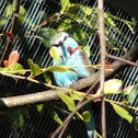 Racket-tailed Roller