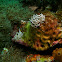 Phyllodesmium briareum