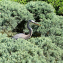Great Blue Heron