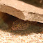 Leopard gecko