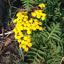 Tansy