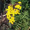 Tansy