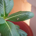 Garden Spider