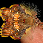 Noctuid Moth