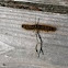 Western Tent Caterpillar
