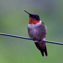 Ruby-throated Hummingbird