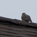 Mourning Dove