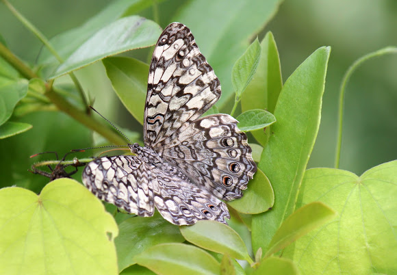 Spotting Image 1