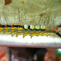 White-Marked Tussock Moth