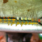White-Marked Tussock Moth