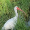 American White Ibis