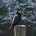 Great Cormorant