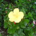 Hibiscus