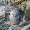 Big-eyed toad bug