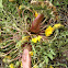 Mutant Dandelion