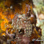 Common Marble Shrimp