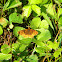 Meadow Fritillary