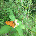 Tawny Coster