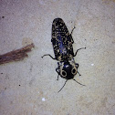Eyed click beetle