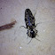 Eyed click beetle