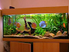 Coleccion De Manuales Y Cursos Sobre Peces 