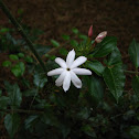 Jasmine