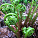 Fern