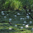 American White Waterlily