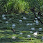 American White Waterlily