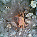 River crab