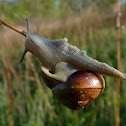 Unknown land snail