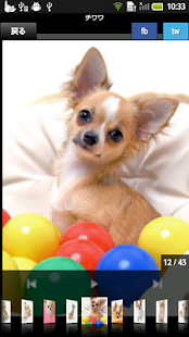 How to get わんわん写真館 1.6 mod apk for pc