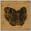 Dark-banded Geometer