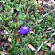 Purple pouch fungus