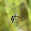 Unknown Dragonfly
