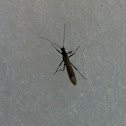Stonefly
