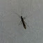 Stonefly