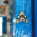 An unknown Moth ( एक अज्ञात पतंगा )