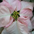 poinsettia