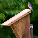 Eastern Bluebird