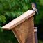 Eastern Bluebird