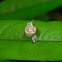snail