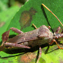 Leaf-Footed Bug