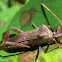 Leaf-Footed Bug