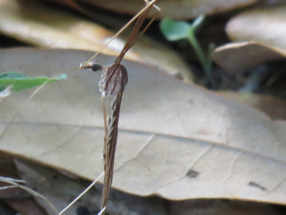 Spotting Image 1