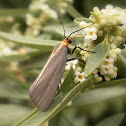 Lichen Moth